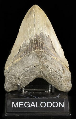 Megalodon Tooth - North Carolina #47423